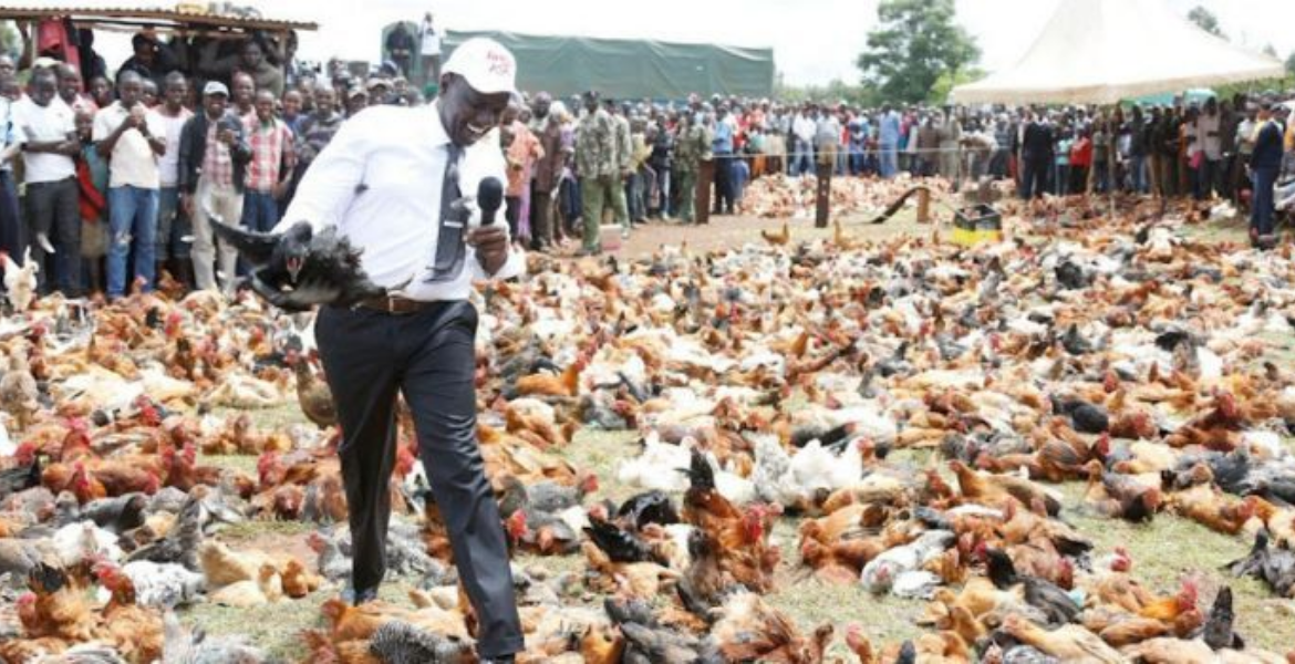 Kenya Poultry Farmers to Pay Sh500k Fine or Risk Jail Term Under New Regulations