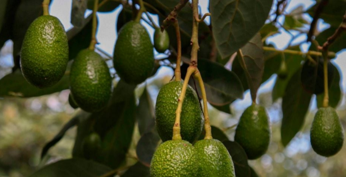 Avocados Renewed Hope for Farmers as Ovacado Exports Resume