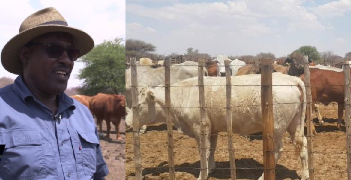 Kenyan Farmer Finds Success with Over 1000  Cattle in Botswana's Agricultural Sector
