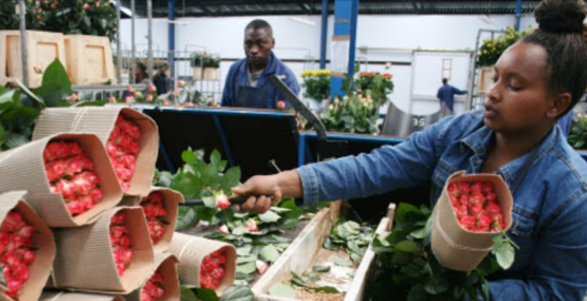Flowers Workers at a Naivasha UK Suspends Tariffs on Kenyan Cut Flowers