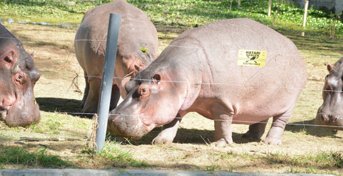 Flower Farm Workers Killed by Hippos in Lake Naivasha