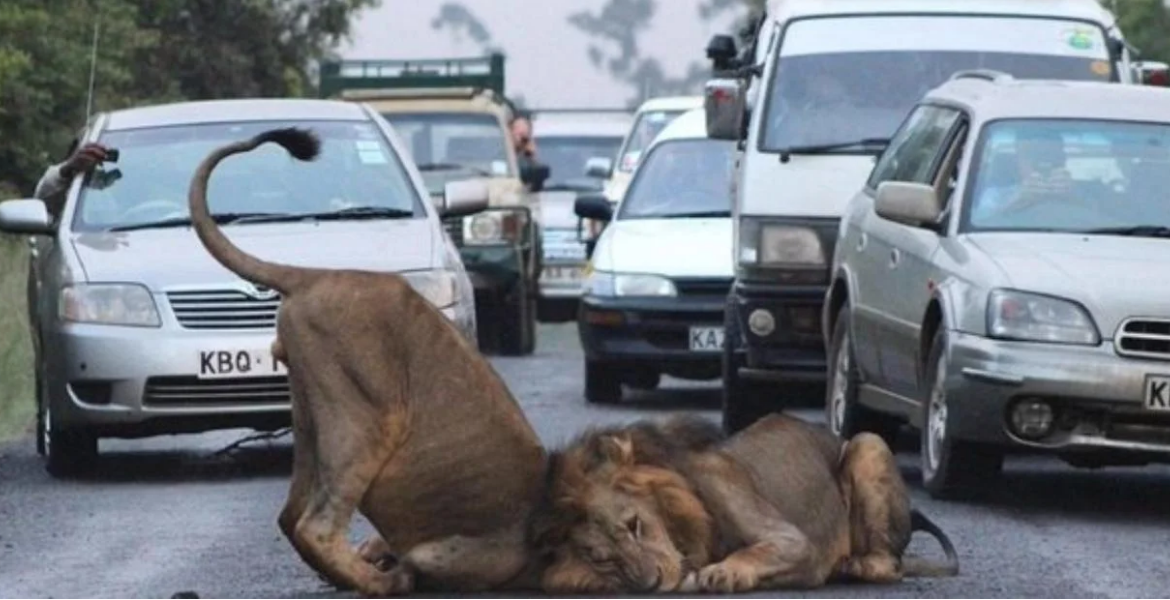 KWS Issues Alert Over Reported Stray Lions in Nairobi, Lang'ata