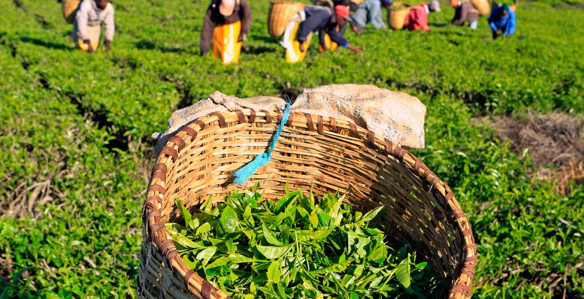 Tea Farm Residents Raise Issues Prior to Tea Estate's Impending Sale