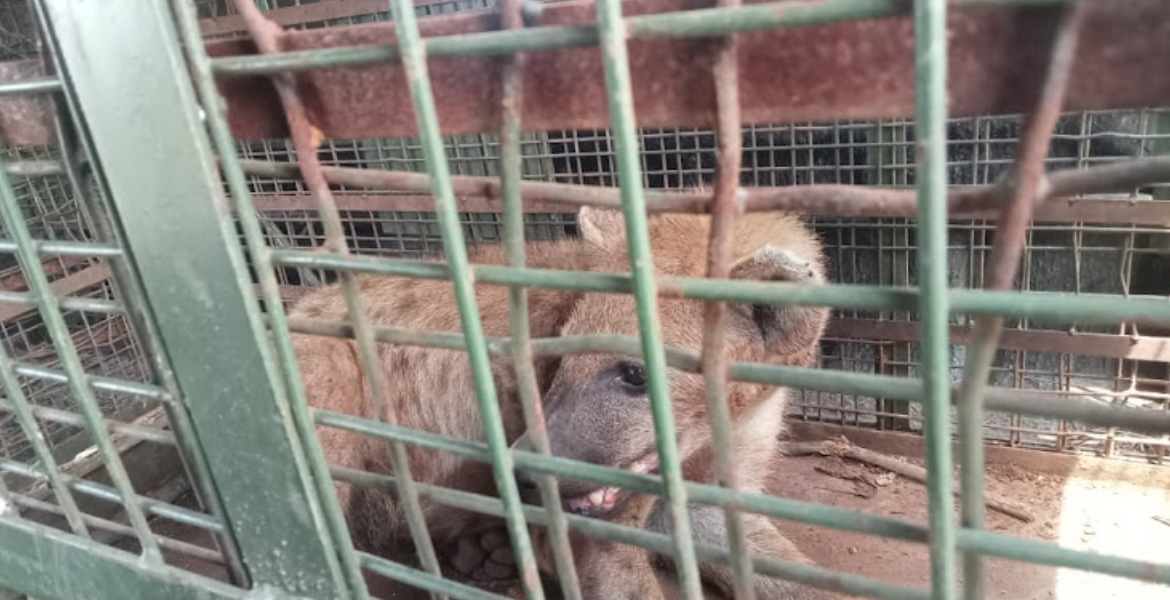 KWS Swiftly Captures Stray Hyena in Embakasi