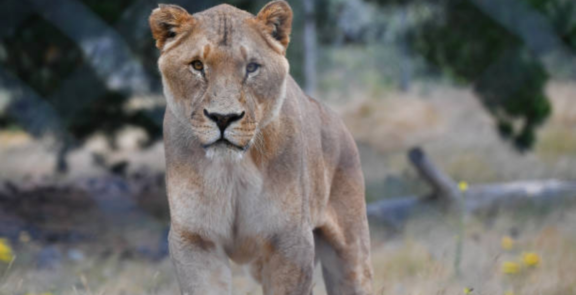 Women Rally Behind Makena, the Dog-Eating Lioness in Ongata Rongai
