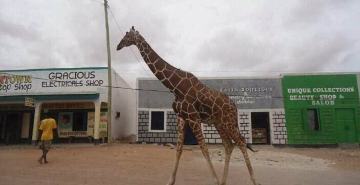 Poaching Crisis Threatens Garissa's Iconic Giraffes and Antelopes