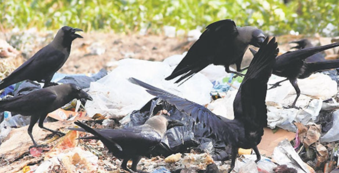 Kenya's Bold Plan to Eliminate One Million Crows by 2025