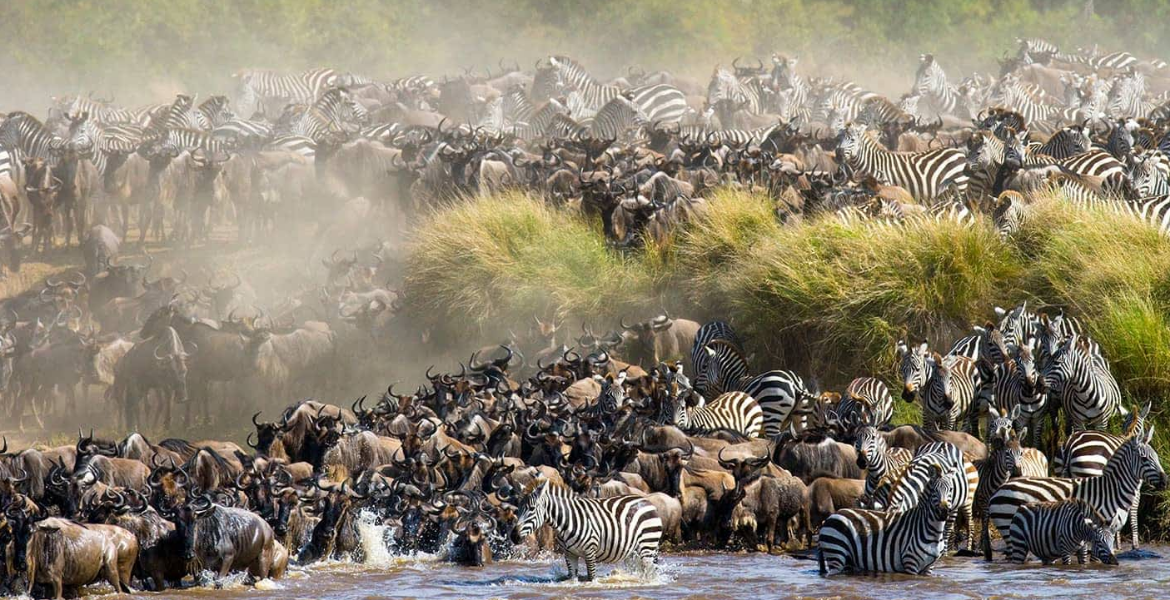 Maasai Mara Fee Hike Drives Tourists to Serengeti as Wildebeest Migration Begins