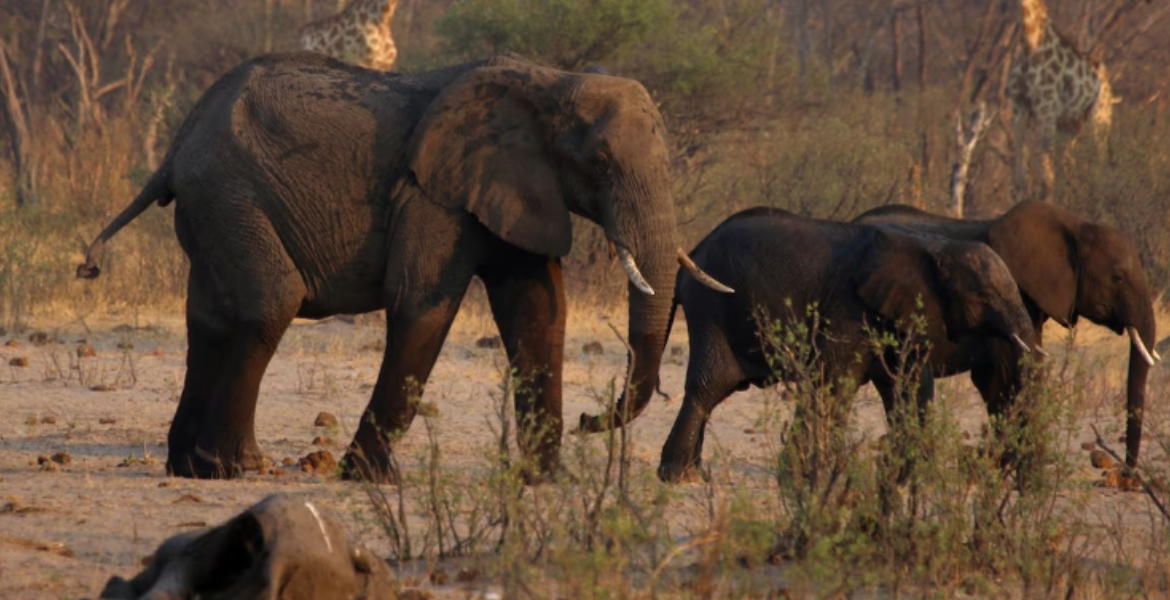 Why Namibia Plans to Slaughter 723 Wild Animals