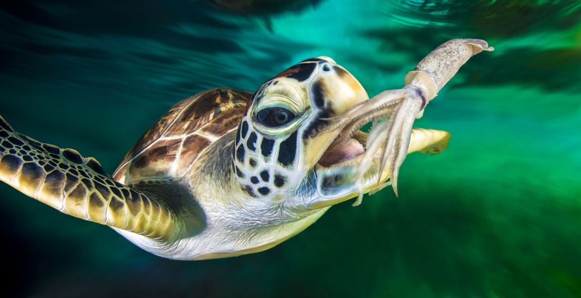 Malindi Resident Charged Over Possession of Endangered Green Sea Turtle