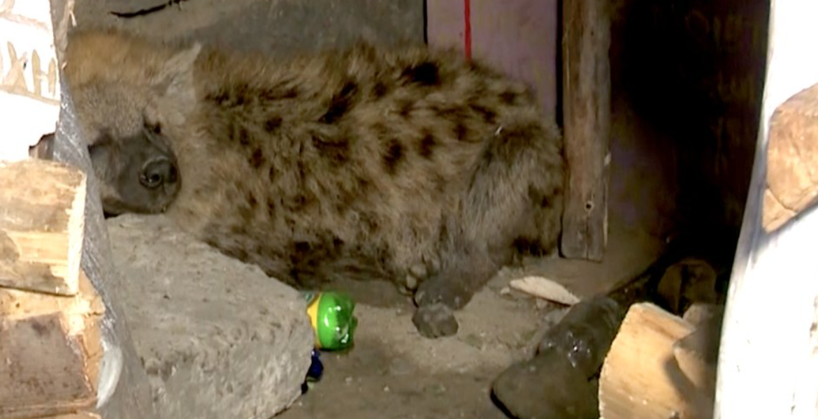 Moses Kuria Promises Compensation to Family of Hyena Attack Victim in Juja