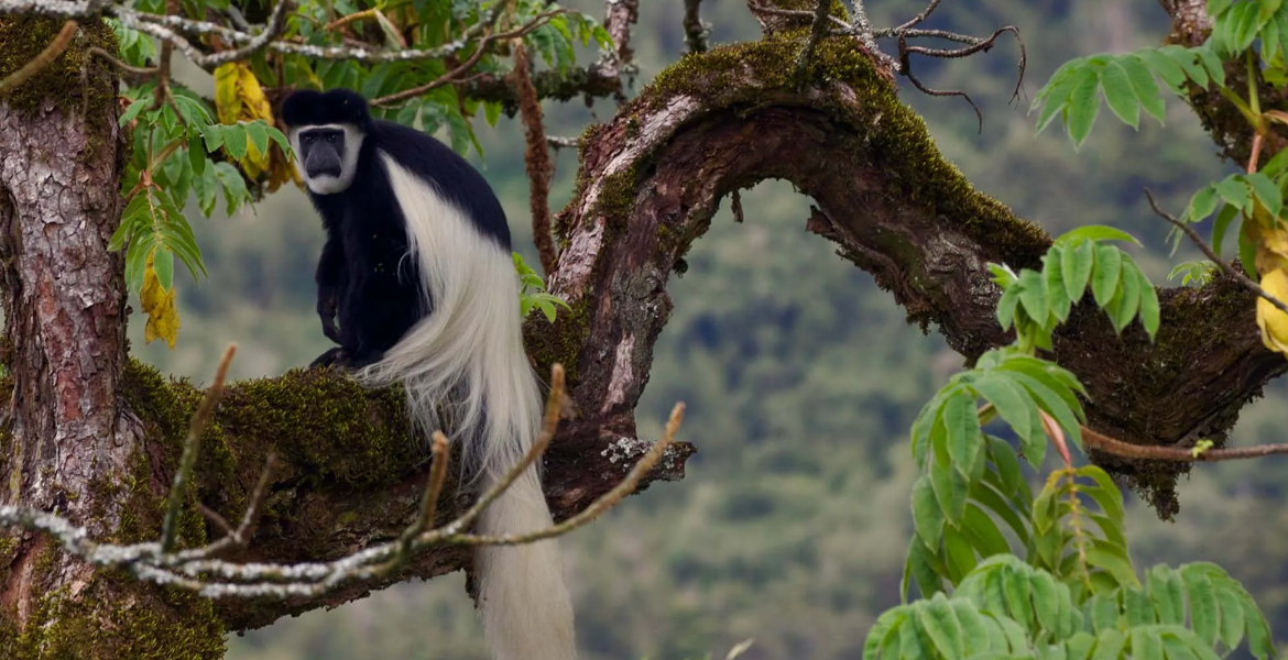 Luhya's Primate Delicacy at Odds with Mpox Fears