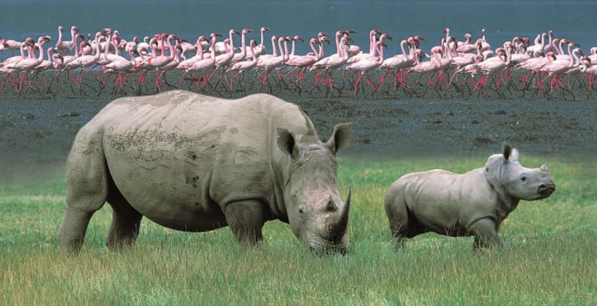 Kenya Launches Second Phase of National Wildlife Census at Lake Nakuru