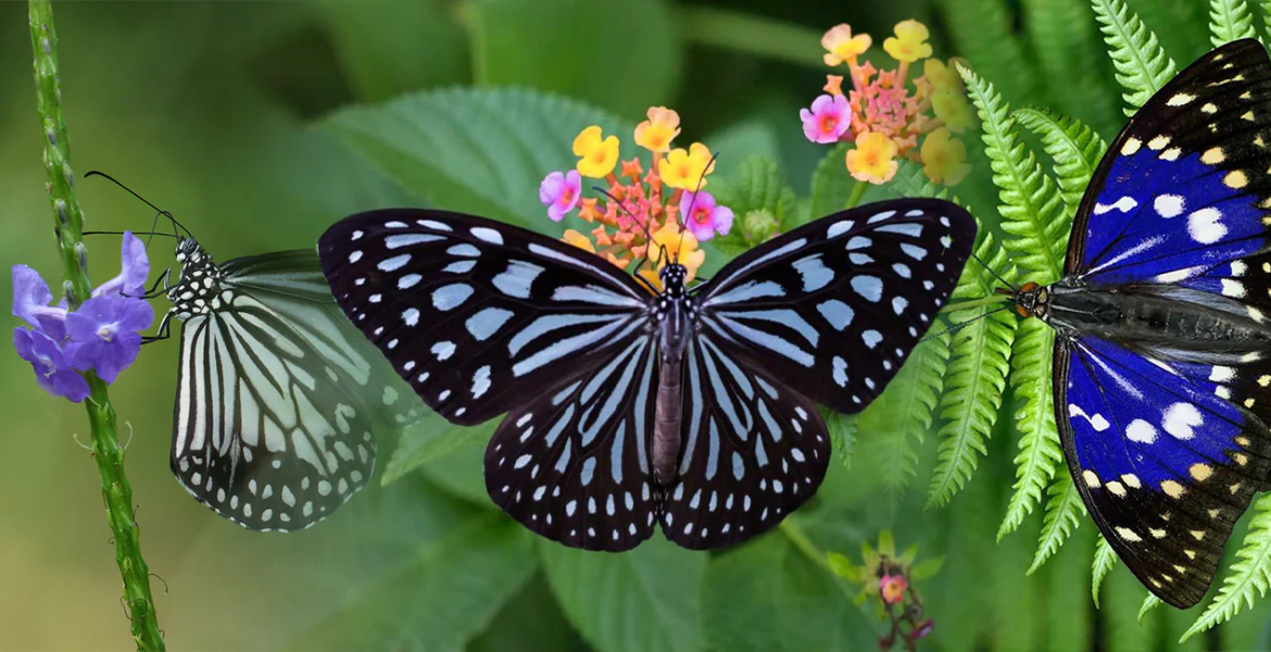 Italian Father-Son Duo Fined $200,000 for Insect Smuggling in Sri Lanka