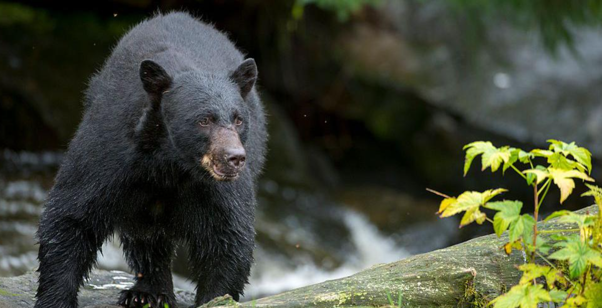 Black Bear 12-Year-Old Kills Bear, Saves Dad in Wisconsin Attack