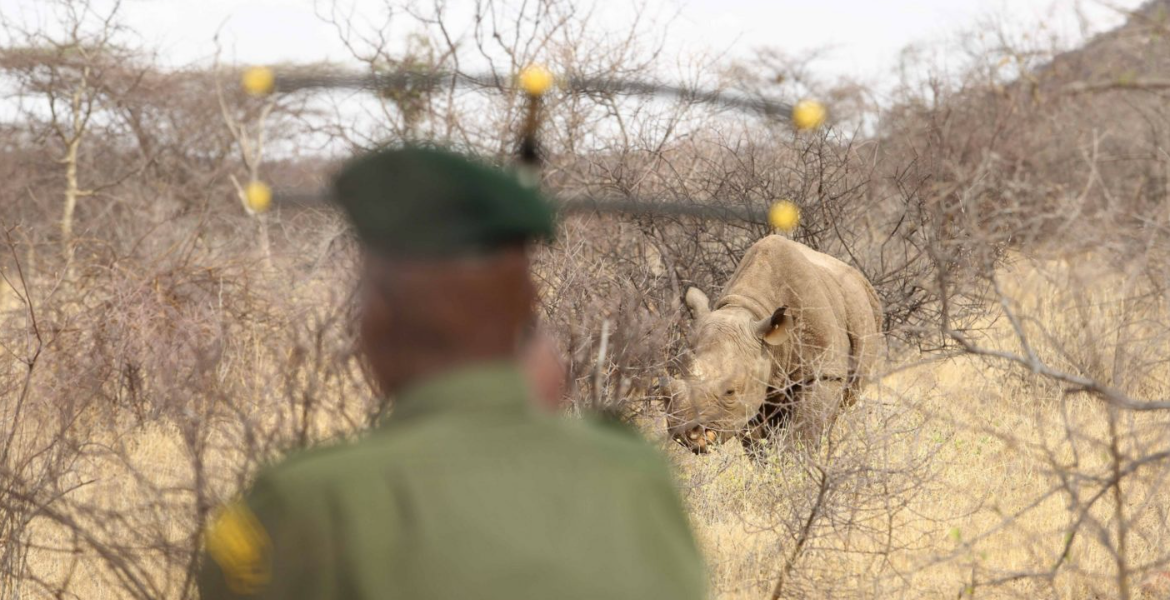 Kenya Celebrates Tourism Week with Free National Park Access