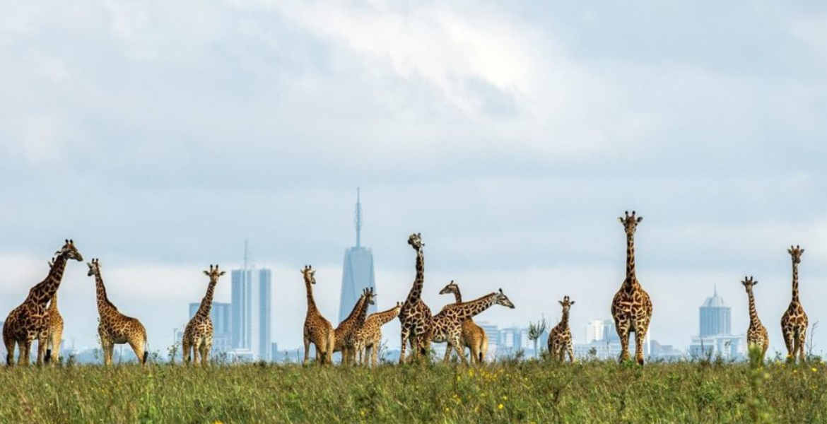 KWS Outlines Rules for Upcoming Free National Parks Day