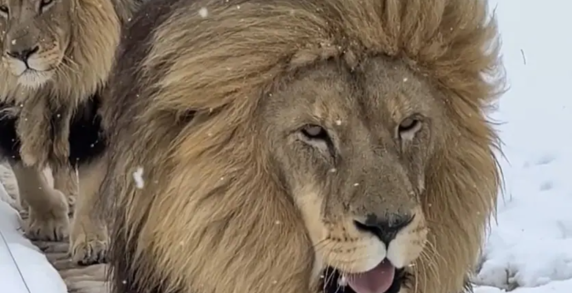 Lions in the Snow South African Lions, lionesses Enjoy Unexpected Snowfall