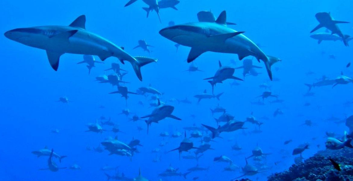 Kenyan Fishermen Face Charges in Madagascar for Illegal Shark Trade