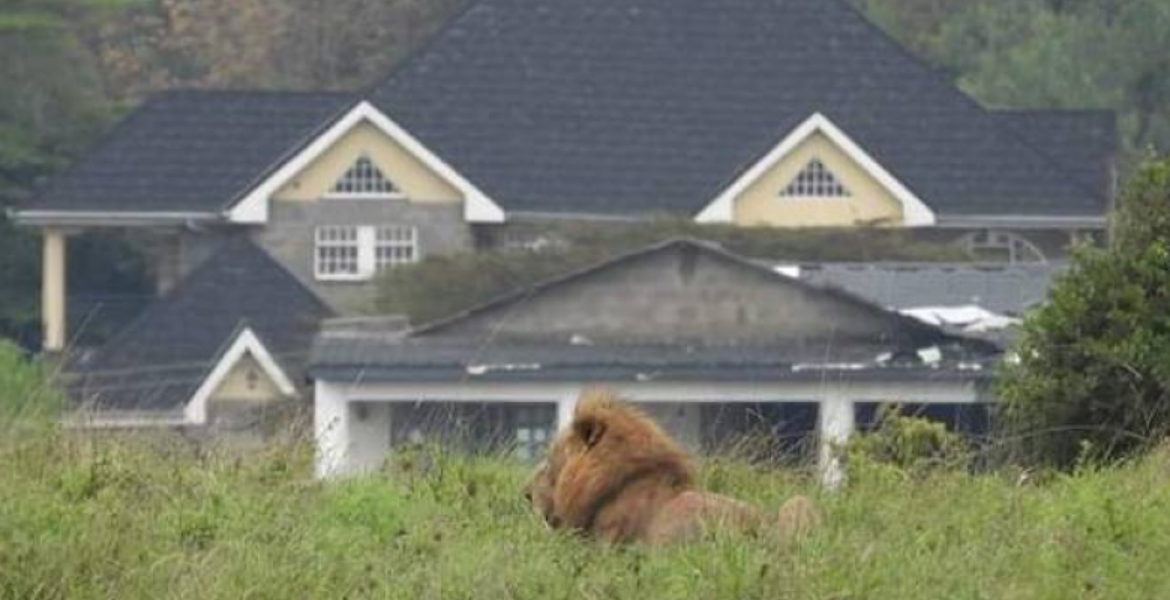Senator Raphael Demands Answers from KWS After Lions Spotted in Kwale Estate