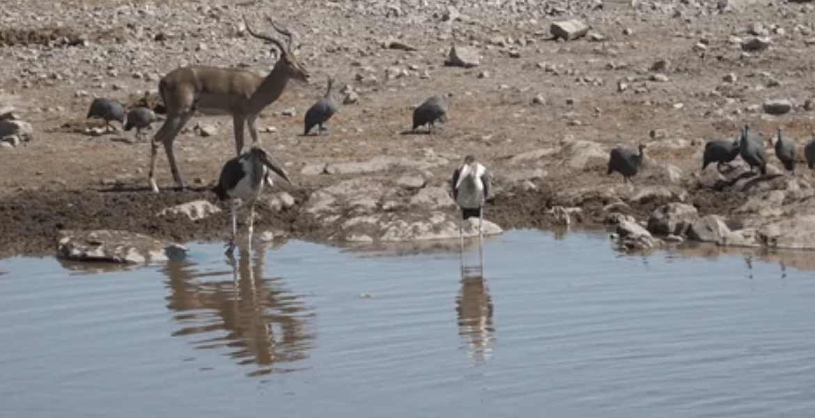 Report: African Wildlife Numbers Drop 76% in Five Decades