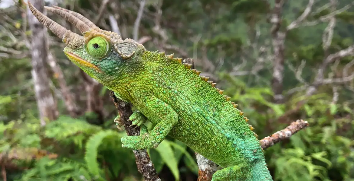 Kenya's Exotic Pet Trade Threatens Rare Species