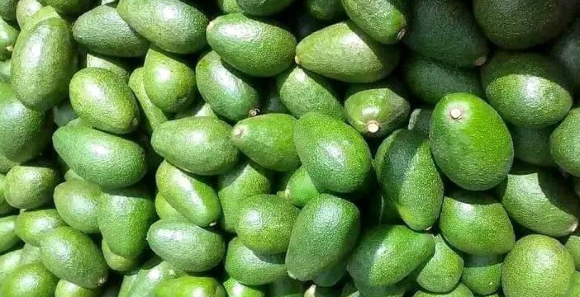Fuerte Avocado Kenyan Exporters on Notice as Government Sets Strict Rules for Avocado and Mango Trade