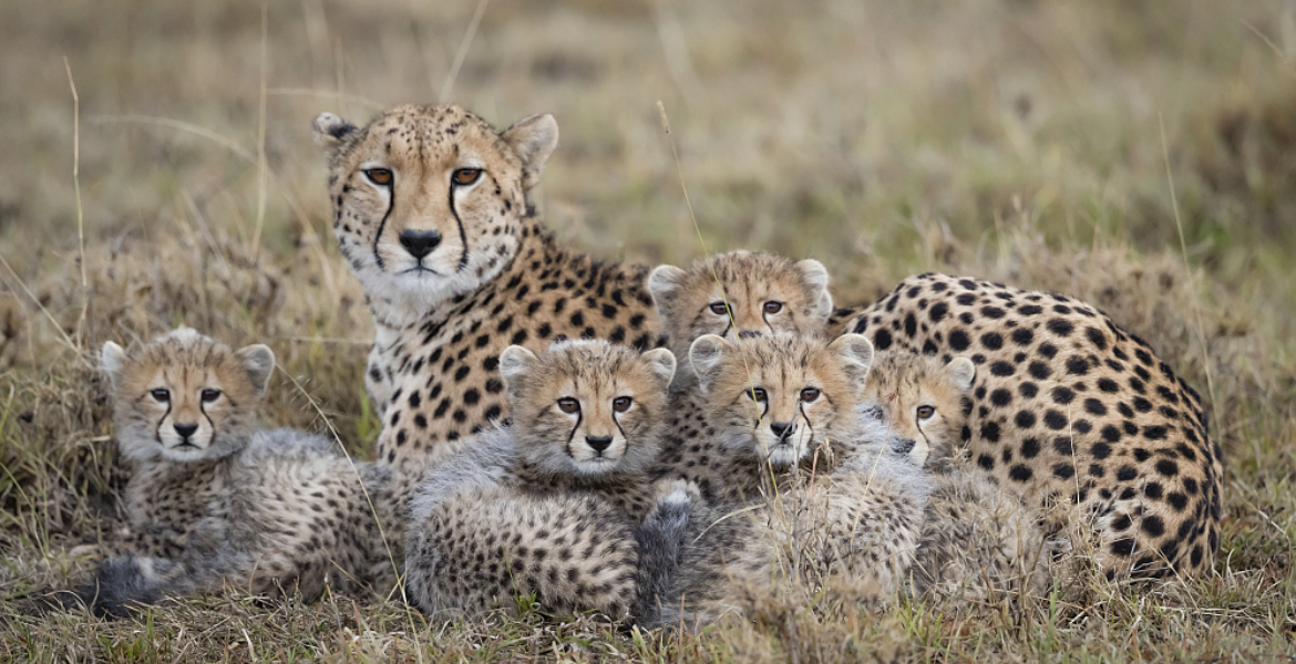 How Luxury Pet Trade Pushes Kenyan Cheetahs Toward Extinction