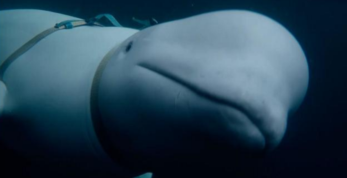 Beluga Whale How a Russian Military-Trained Beluga Whale Ended Up in Norway