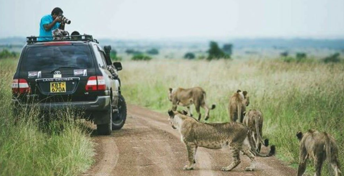 EXPLAINED: Why Lions Ignore Tourists in Safari Vehicles