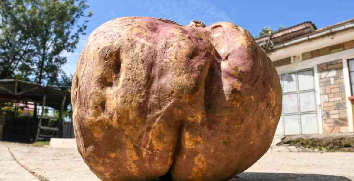 Is This Kenya's Largest Sweet Potato? Nakuru Farmer's Record-Breaking Harvest