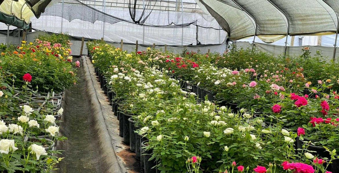 Flower Farm How Cloud Seeding Saves Billions in Naivasha Flower Industry