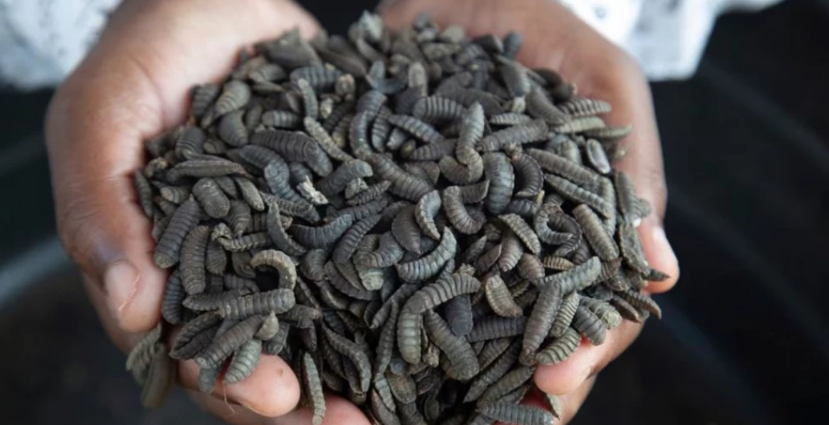 Maggots How Zimbabwean Farmers Are Surviving Drought with Maggots