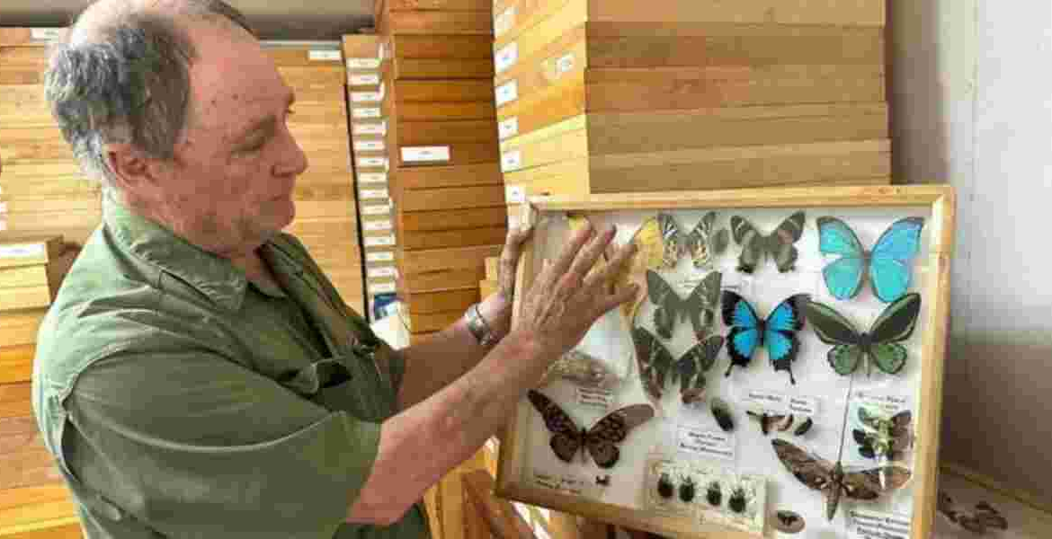 Steve Collins: Kenyan Man Who Turned Butterfly Collecting into Million-Shilling Art