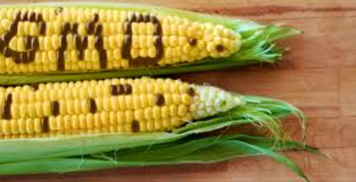 GMO Kenya Set to Introduce GMO Maize After Public Consultation Period