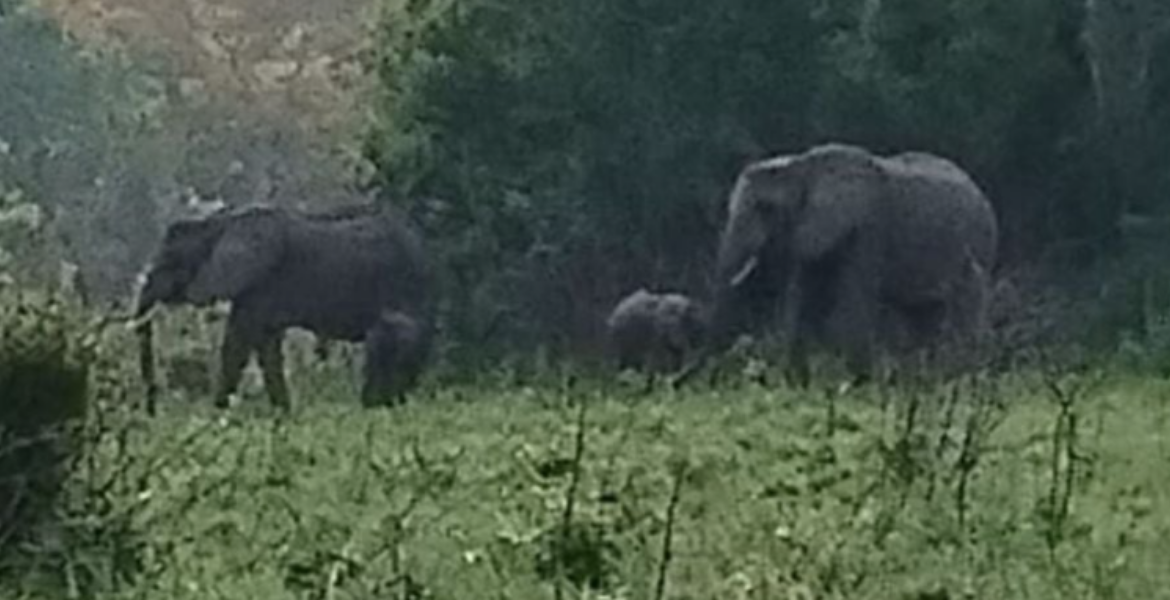 Kenya Celebrates Latest Twin Elephant Birth