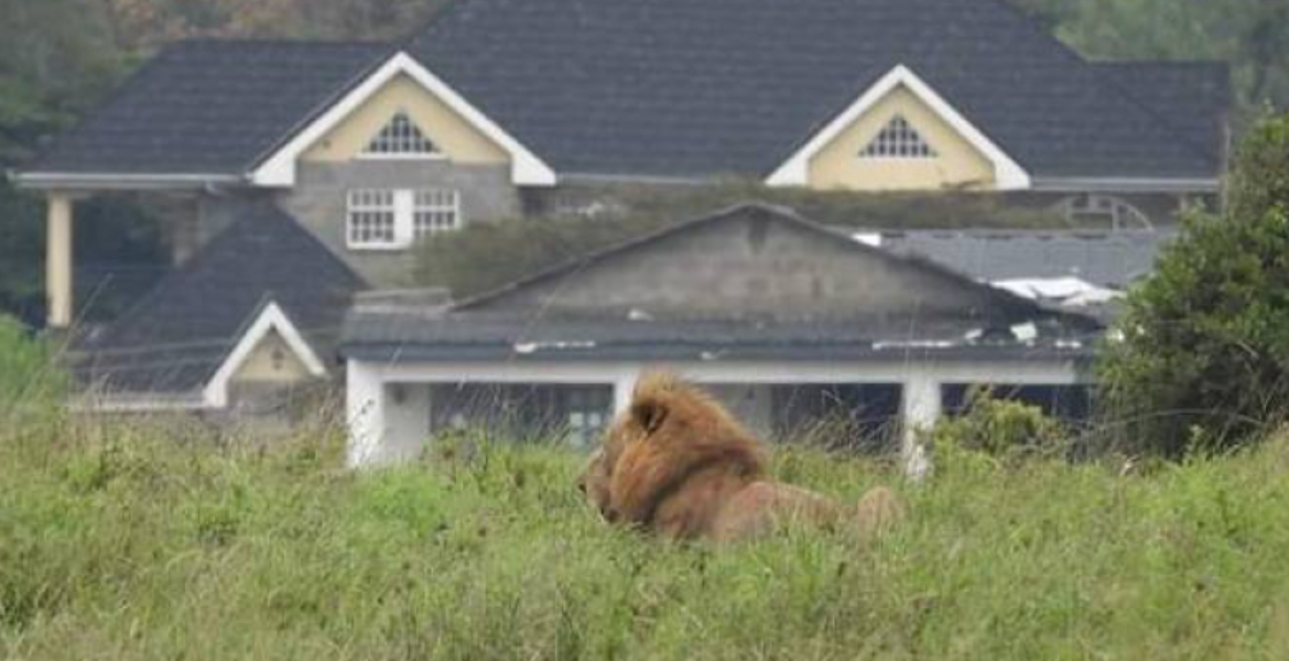KWS Captures Stray Lioness in Rongai