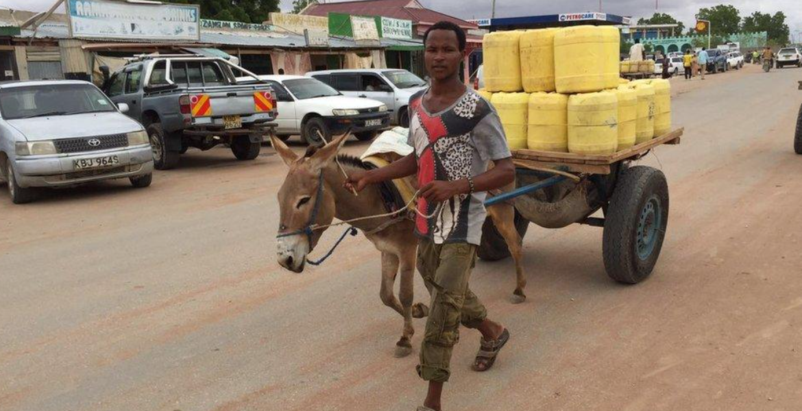 Donkey Kenyan Treasury Eyes Animal Transport to Cut Government Spending