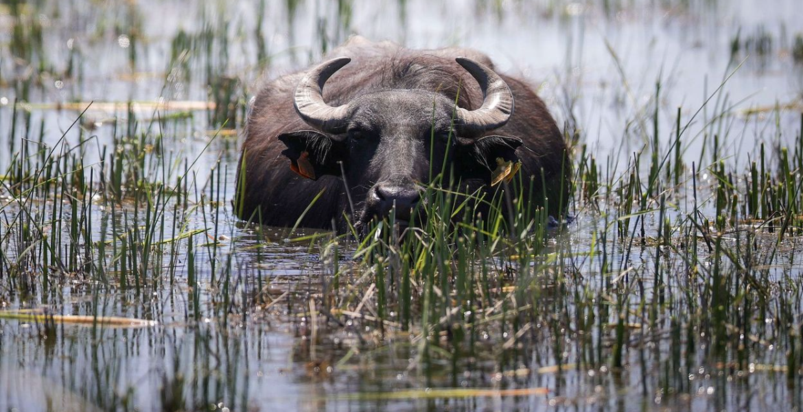 Kenya Approves Water Buffalo for Meat and Dairy Production Under New Classification