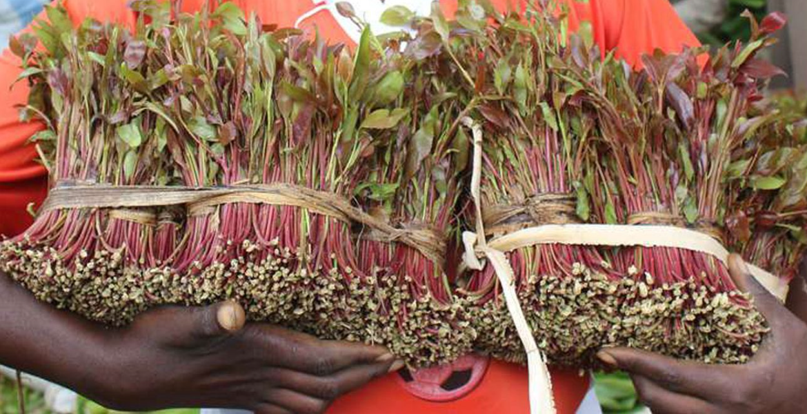 Alarm as Thousands of Children Labor in Embu, Meru's Booming Miraa Industry