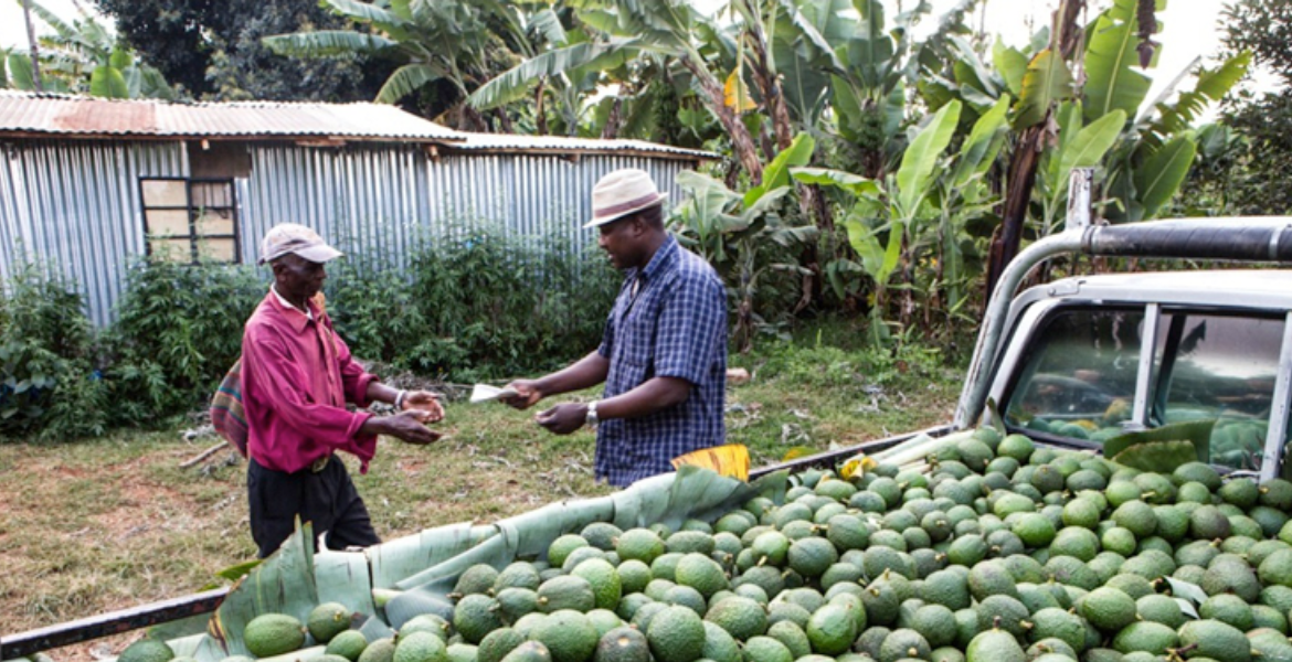 Avocado Farming Kenya's Avocado Boom Creates Wave of Rural Millionaires