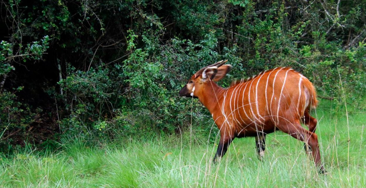 17 Endangered Mountain Bongos Repatriated from Florida to Kenya for Species Revival