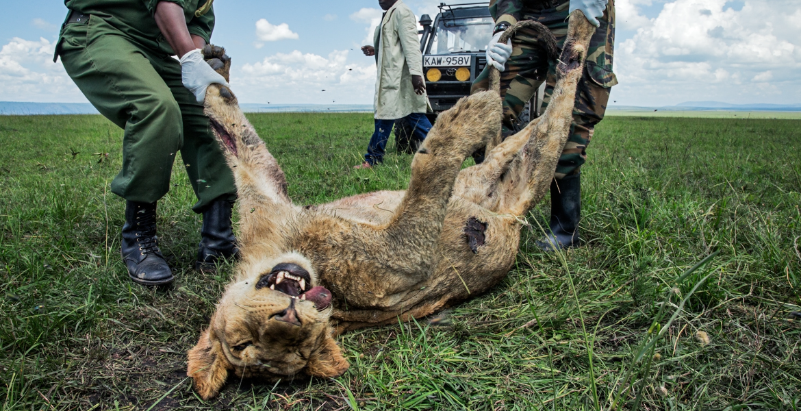 How Wildlife Poisoning Threatens Biodiversity in Maasai Mara
