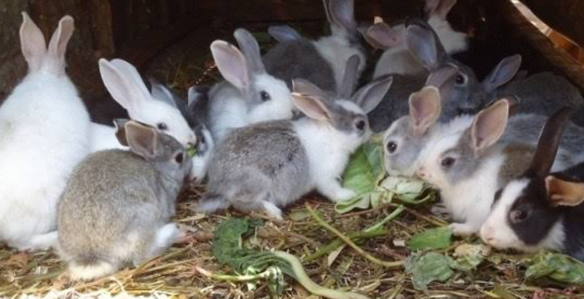 Rabbit Farming How 10,000 Farmers Are Turning Rabbit Breeding into Profitable Venture in Coastal Kenya
