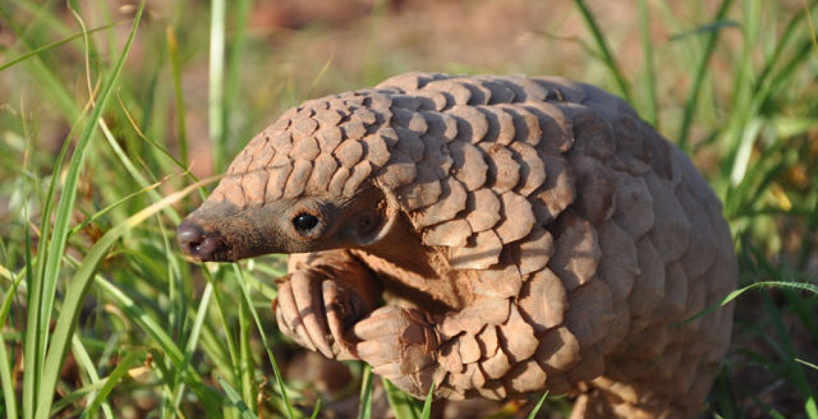 Kenya Battles Rising Wildlife Trafficking of Smaller, Endangered Species