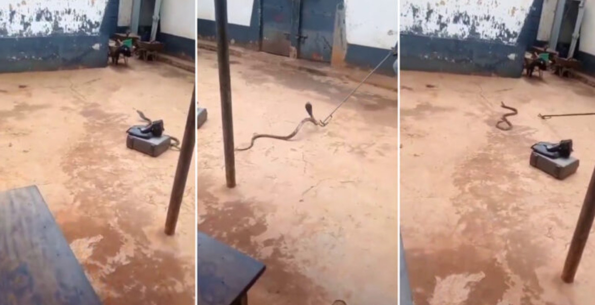 Kenyan Pastor Arrested Smuggling Cobra Claims 'Holy Spirit' Led Him