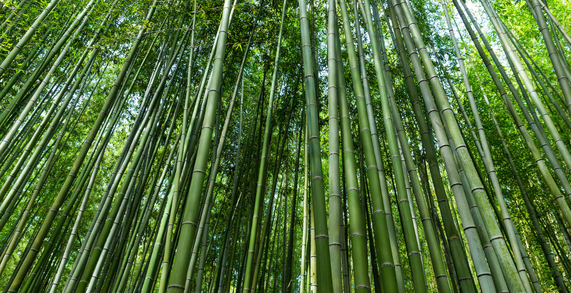 Bamboo Bamboo Revolution: Kenya Moves Toward Eco-Friendly Building Solutions