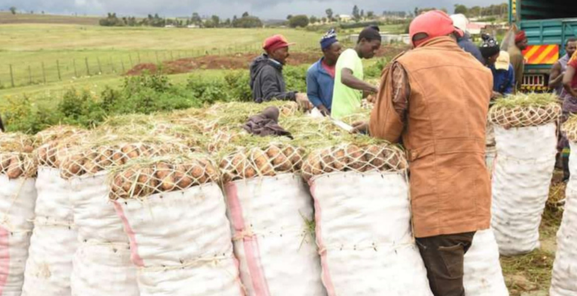 Nyandarua Potatoes Among Most Contaminated, Study Finds