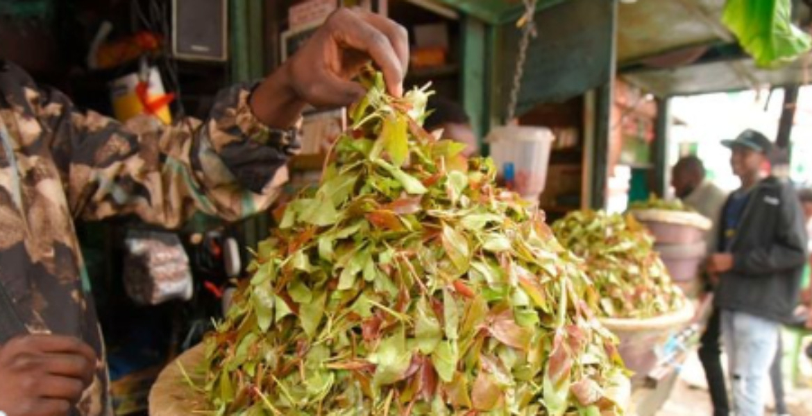 Health Experts Warn of Muguka Addiction as Lawmakers Consider Ban