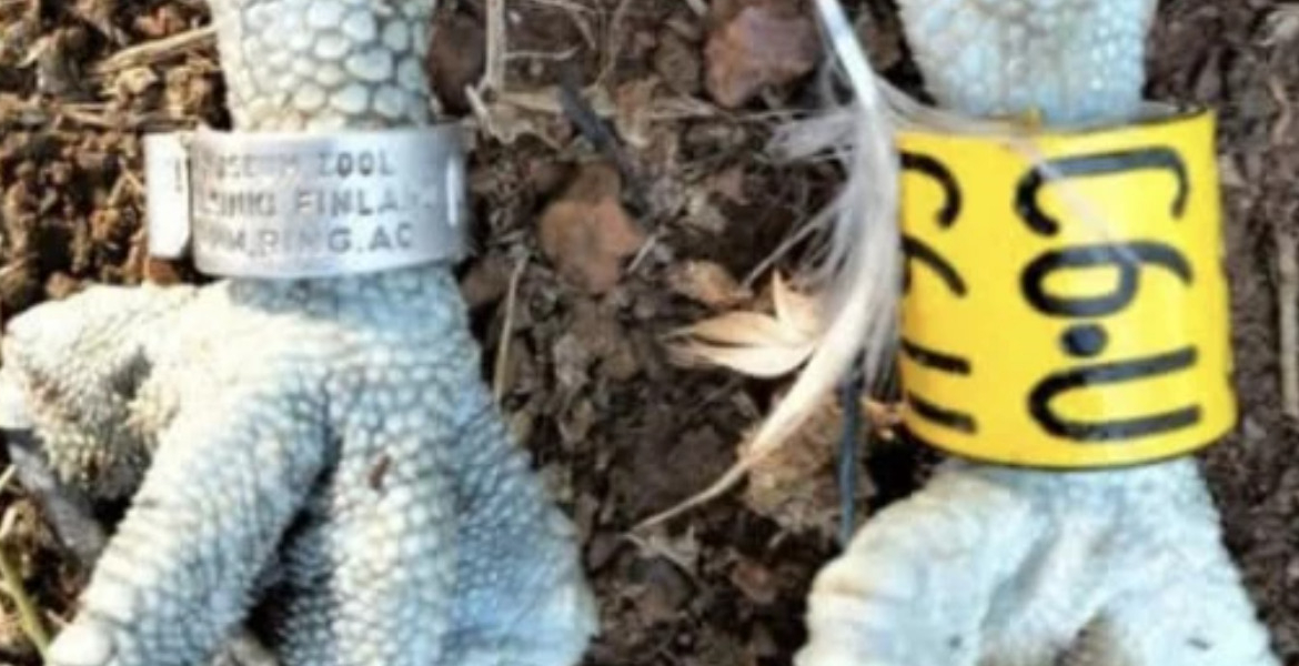 Second Finnish Osprey Found in Siaya County